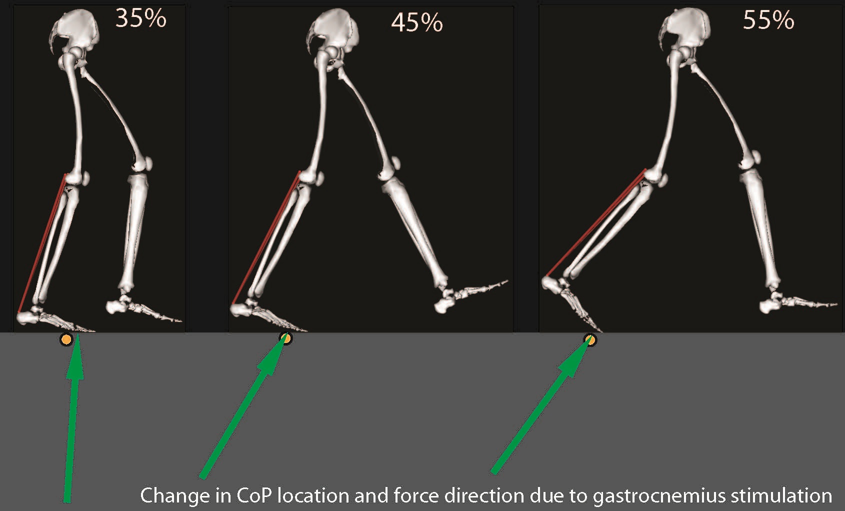 Muscle and Gait